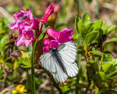 Garmisch-27 Alpenrose mit Besucher. Sobald die Sonne den Boden bescheint, entfalten sich die Blüten und unzählige Schmetterlinge und viele andere Insekten tummeln sich.