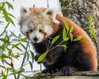 Bilder2017-173 Roter Panda 1 / 2