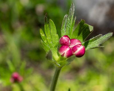 Alpen Juni 2020-107  geschlossene Blüten einer Narzissenblütigen Anemone