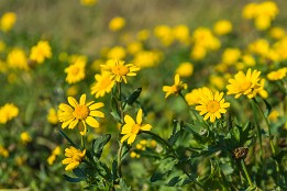 Bild_2011-42 Herbstblüten bei Vitt, Insel Rügen.