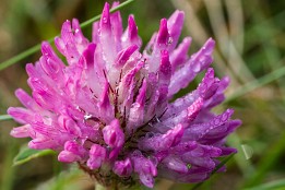 Bild_2013-42 Klee mit Tau