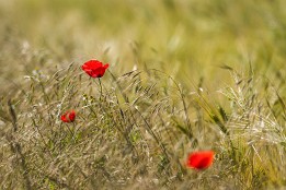 Bild_2014-26 Mohn im Feld