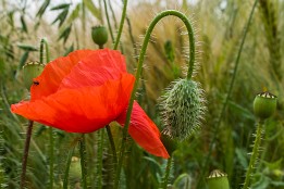 Bild_2014-39 Mohn