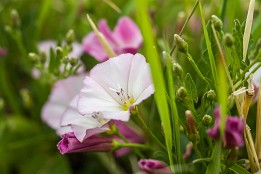 Blüten_Insekten-3 Am Straßenrand.