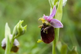 (Elsass) Bienen-Ragwurz (Elsass)
