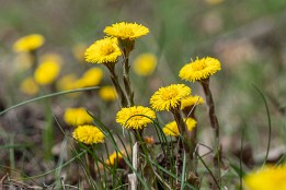 Huflattich Huflattich (März-April)