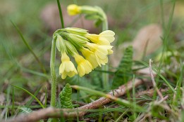 Schlüsselblume Schlüsselblume (April)