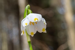 Polenztal-1 Blüte eines Märzenbechers (März)