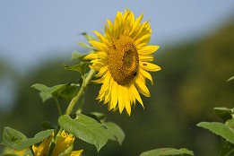Website-125 Sonnenblume (Insel Rügen)