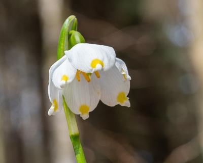 Polenztal-1 Blüte eines Märzenbechers (März)
