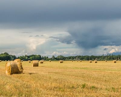 Bild 2013-16  Es war Erntezeit. Hier ein Feld am Rand des Müritz-Nationalparks bei Boek und natürlich ein Gewitter am Horizont.