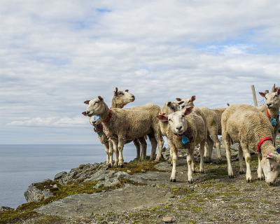Lofoten G-14  Küstenwanderung Unstadt - Eggum und zurück, ca. 15km. Ein paar neugierige, aber ängstliche Schafe zeigte sich auch. : Norwegen Norway, Schafe, lofoten