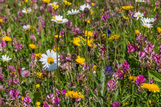 Bergwanderung Scuol - Ftan
