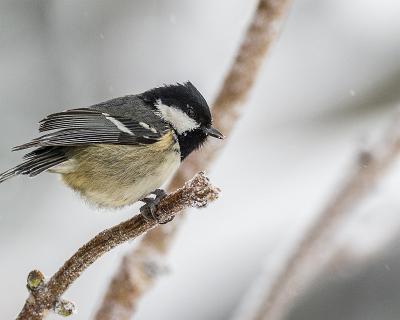 Website-15  Kleine Federkugel - es ist fast ein Wunder, dass diese kleinen Vögel den Winter überleben.