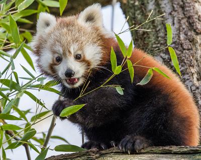 Bilder2017-174 Roter Panda 1 / 2
